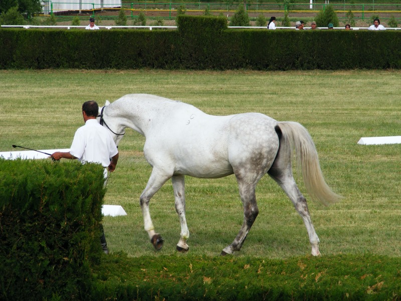 Romsilva are in subordine mai multe herghelii, printre care si ce ade la Calarasi de unde provine Ogica