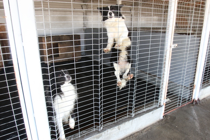 Taz sare de bucurie cand l-a vazut pe nea Gelu