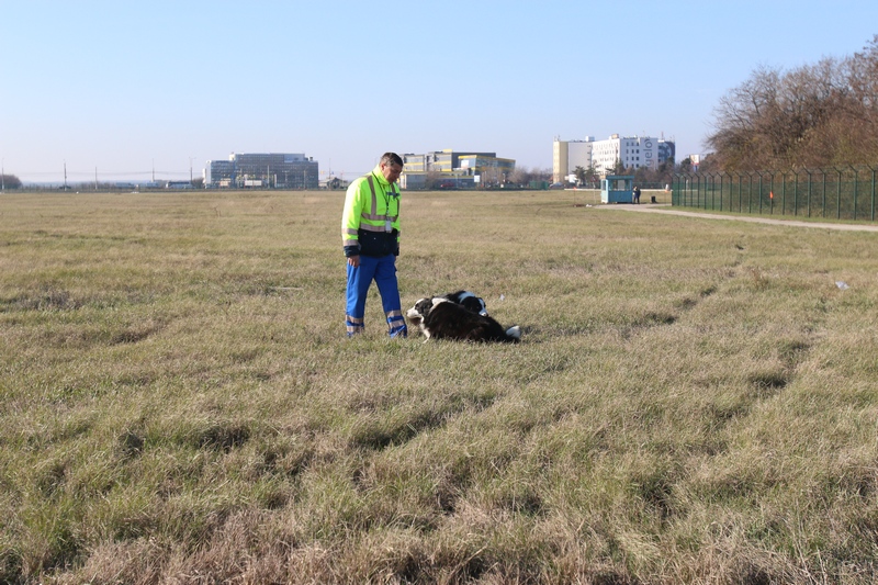 Cei doi asteapta cuminti comanda de la dresorul lor