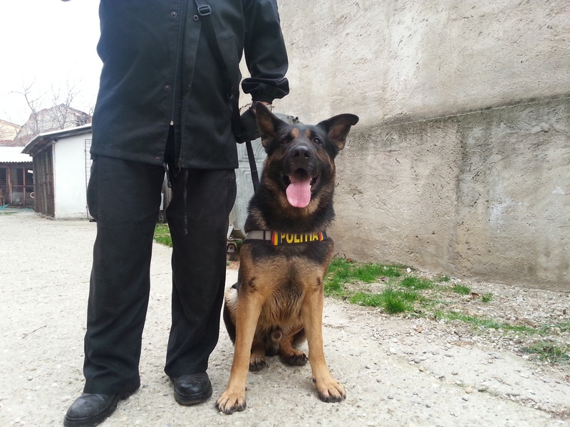 Orice echipa are in componenta si un caine. El este Ron