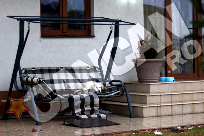 Labradorul familiei Iovan