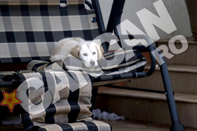 Labradorul familiei Iovan