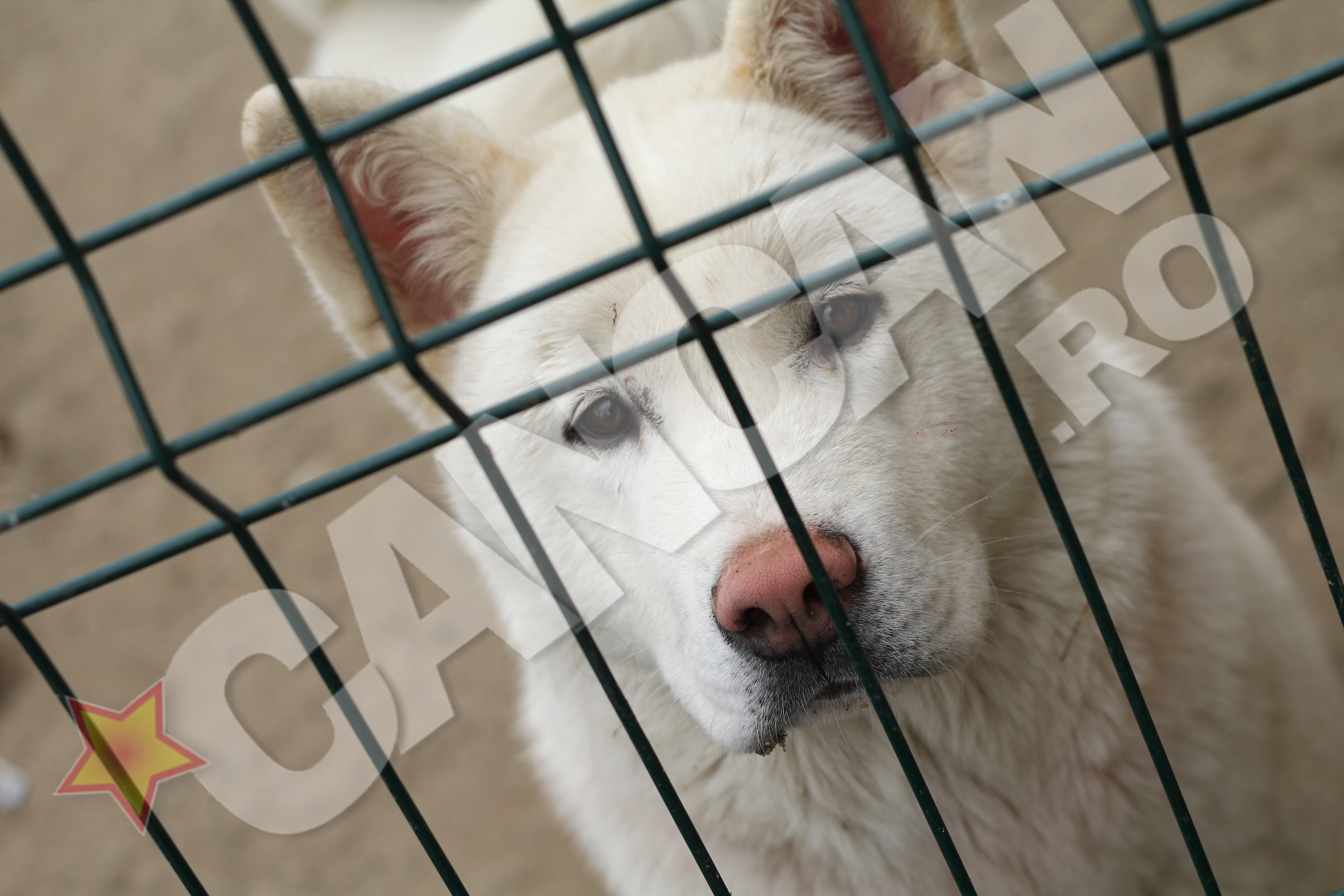 Adrian Iovan, un mare iubitor de caini