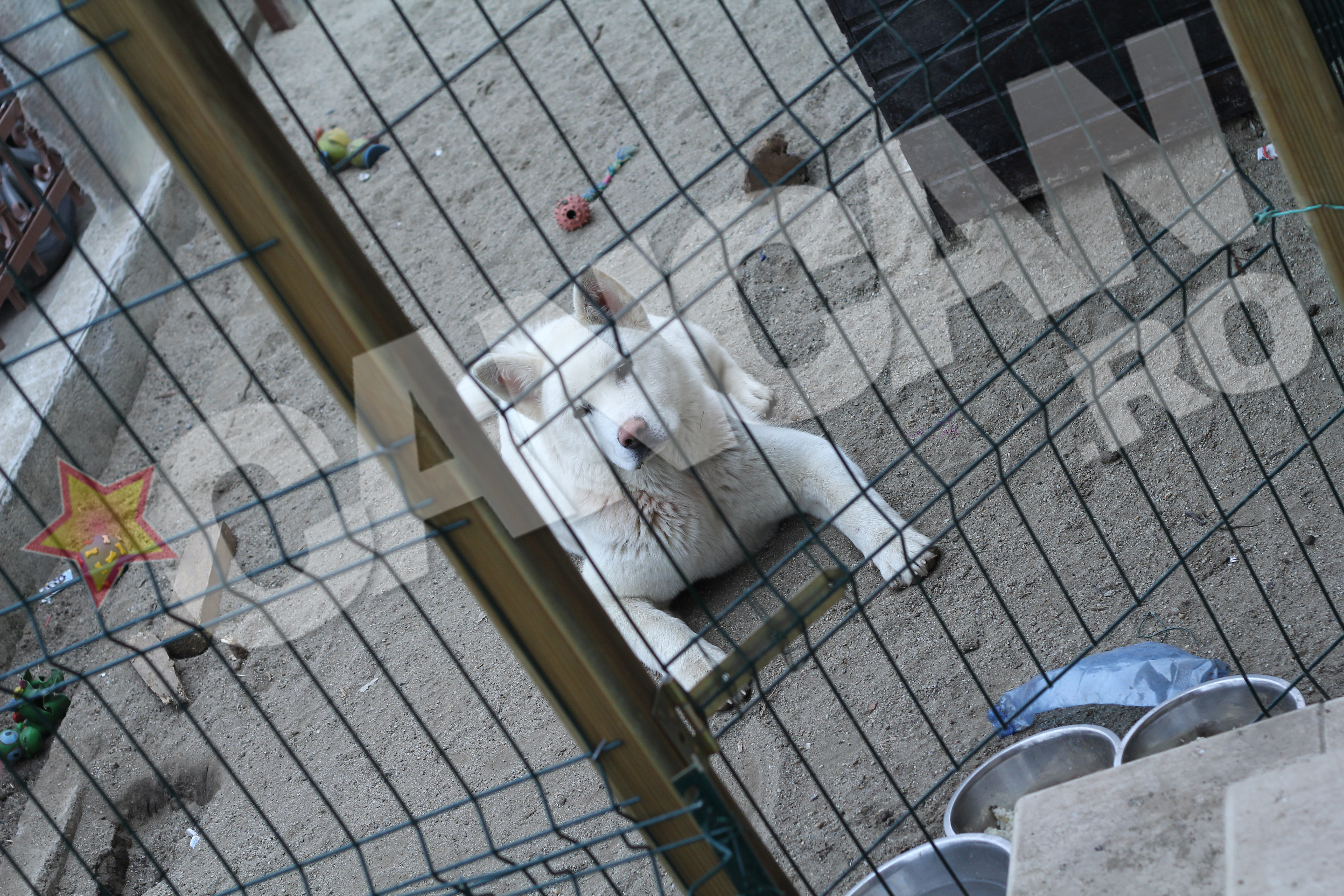 In 2013 Adrian Iovan avea un alt caine