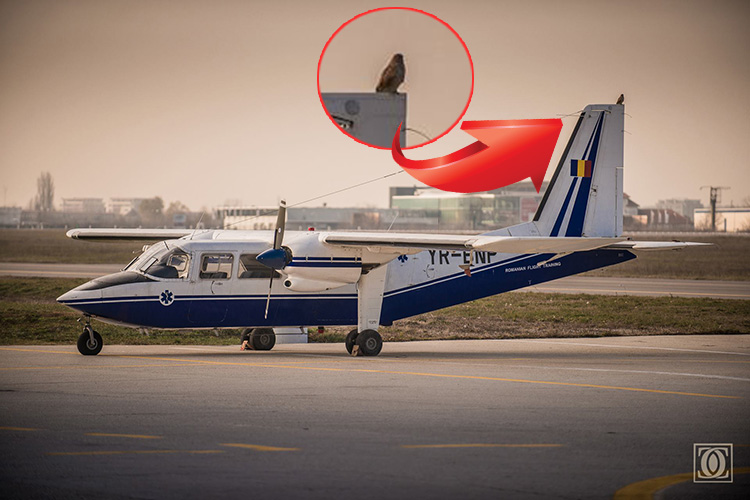 O cucuvea a stat pe coada avionului lui Iovan, inainte de decolare