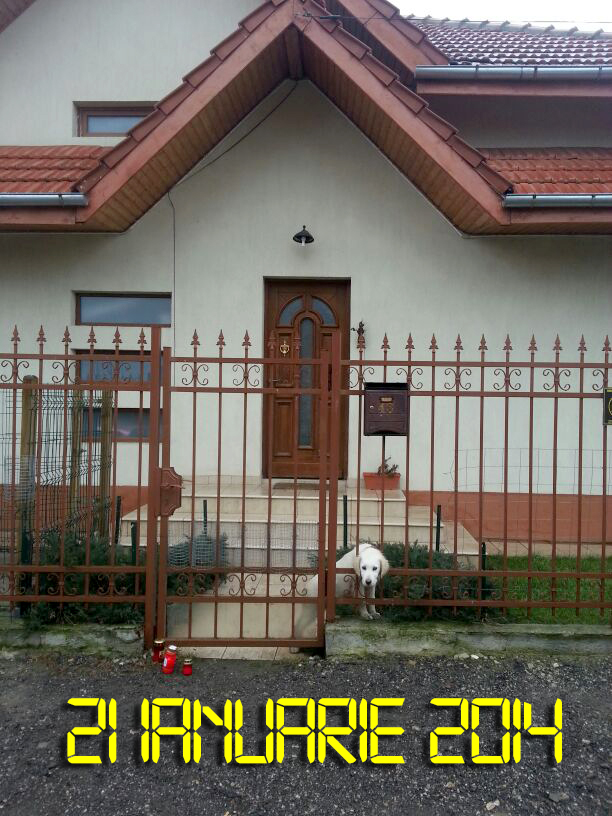 Ca sa isi mai aline dorul dupa cei doi catei, Iovan a mai cumparat unul, care acum se afla la Albert