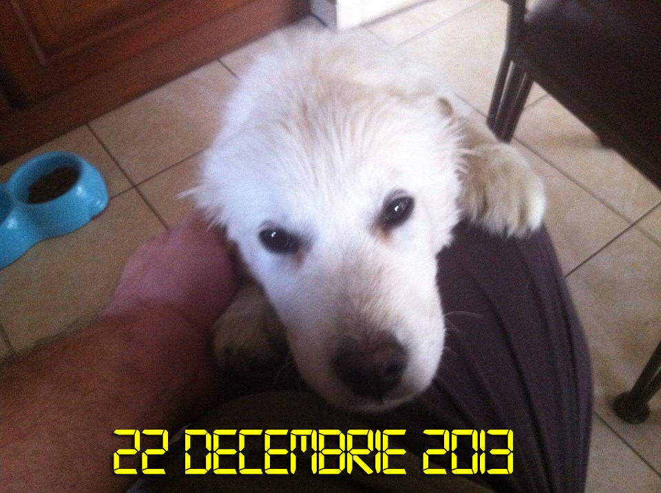 Pilotul i-a facut poza labradorului imediat ce a ajuns acasa