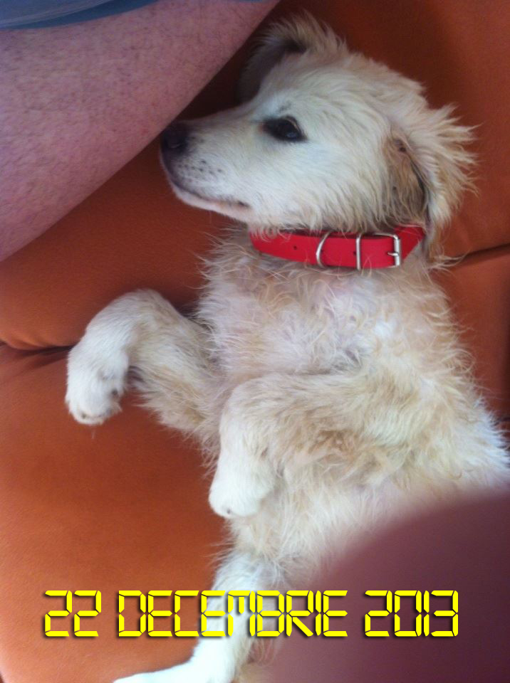 Max a fost atractia Sarbatorilor