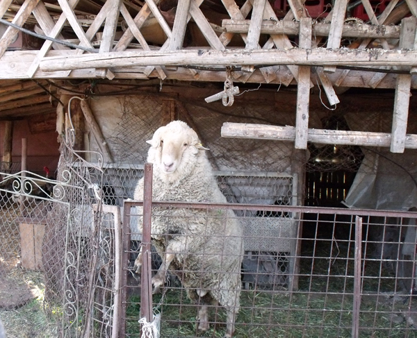 Unul din berbecii lui Nea Craciun, Vasilica