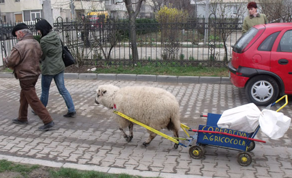 Oaia care l-a facut celebru pe nea Craciun, Frumusica