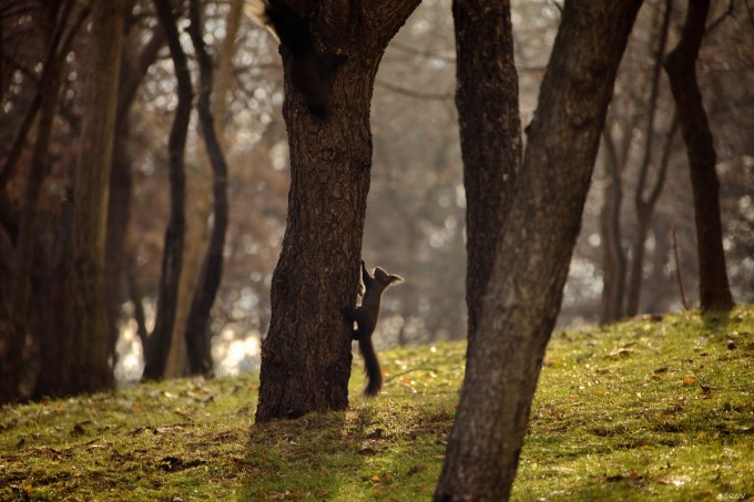 Un bucurestea a cerut edilului sectorului 3 sa puna paza pentru veverite