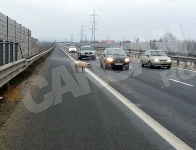 Porcusorul s-a plimbat nestingherit pe autostrada