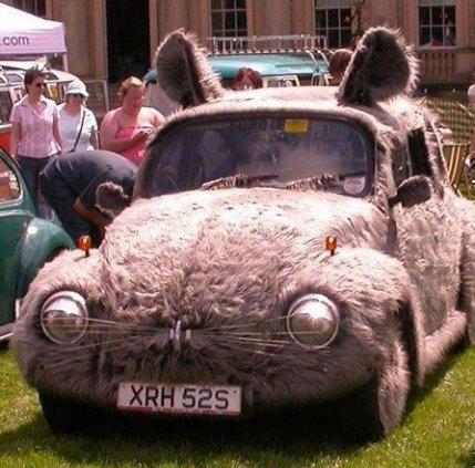 Soricelul este perfect pentru o plimbare de duminica