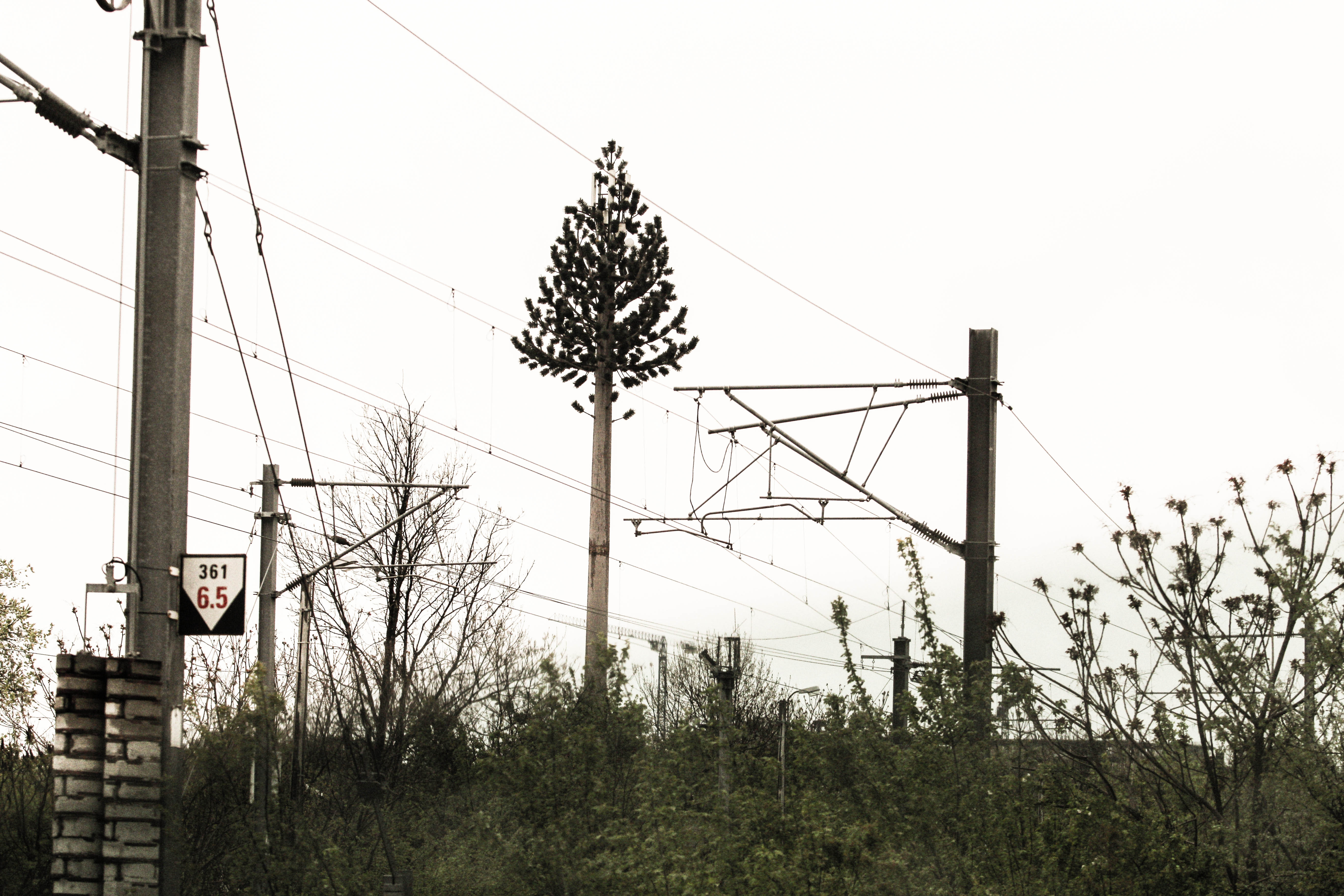 Ciudatul copac este mai inalt chiar si decat stalpii de tensiune din zona
