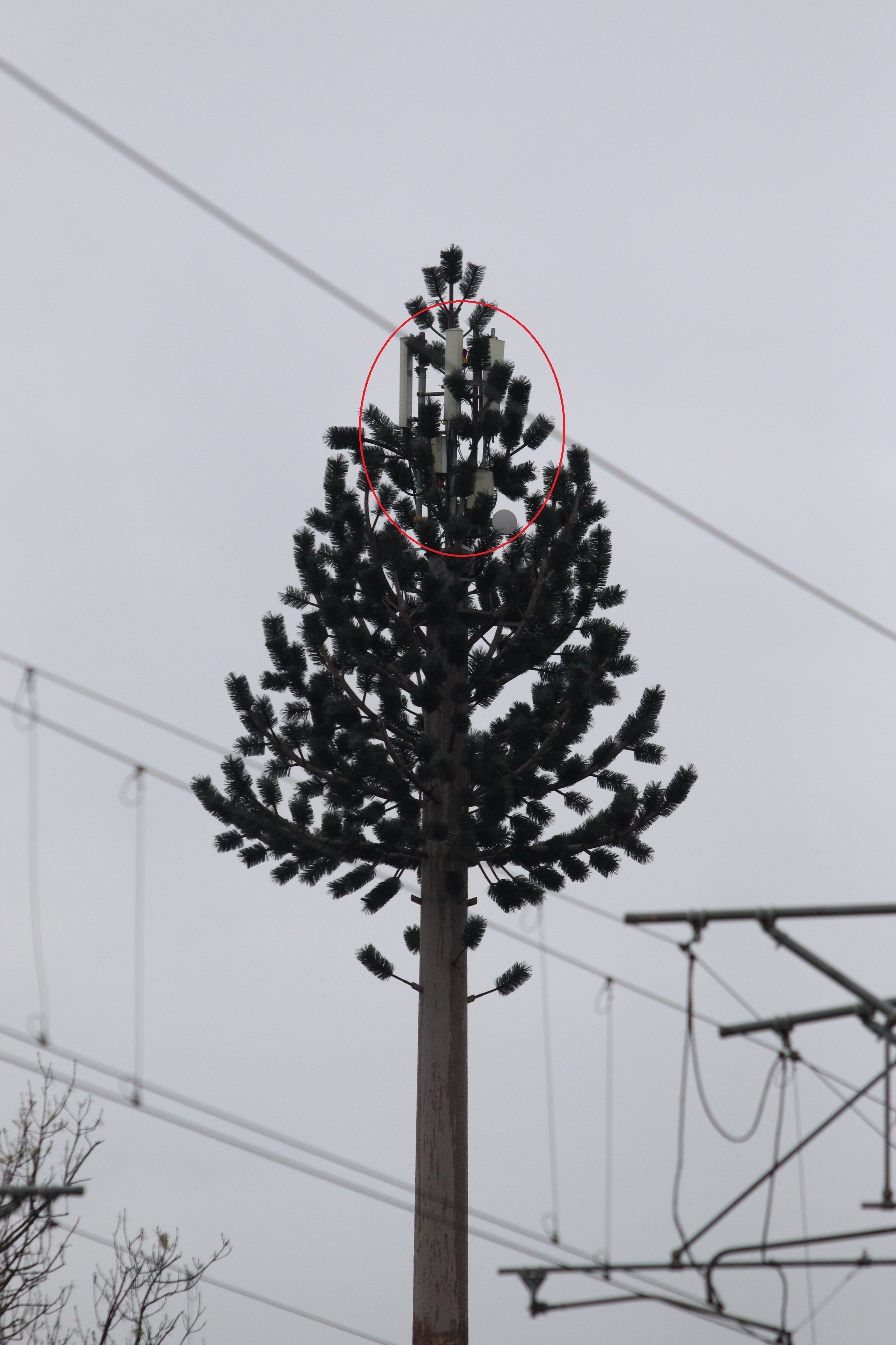 In varful copacului exista chiar si becuri