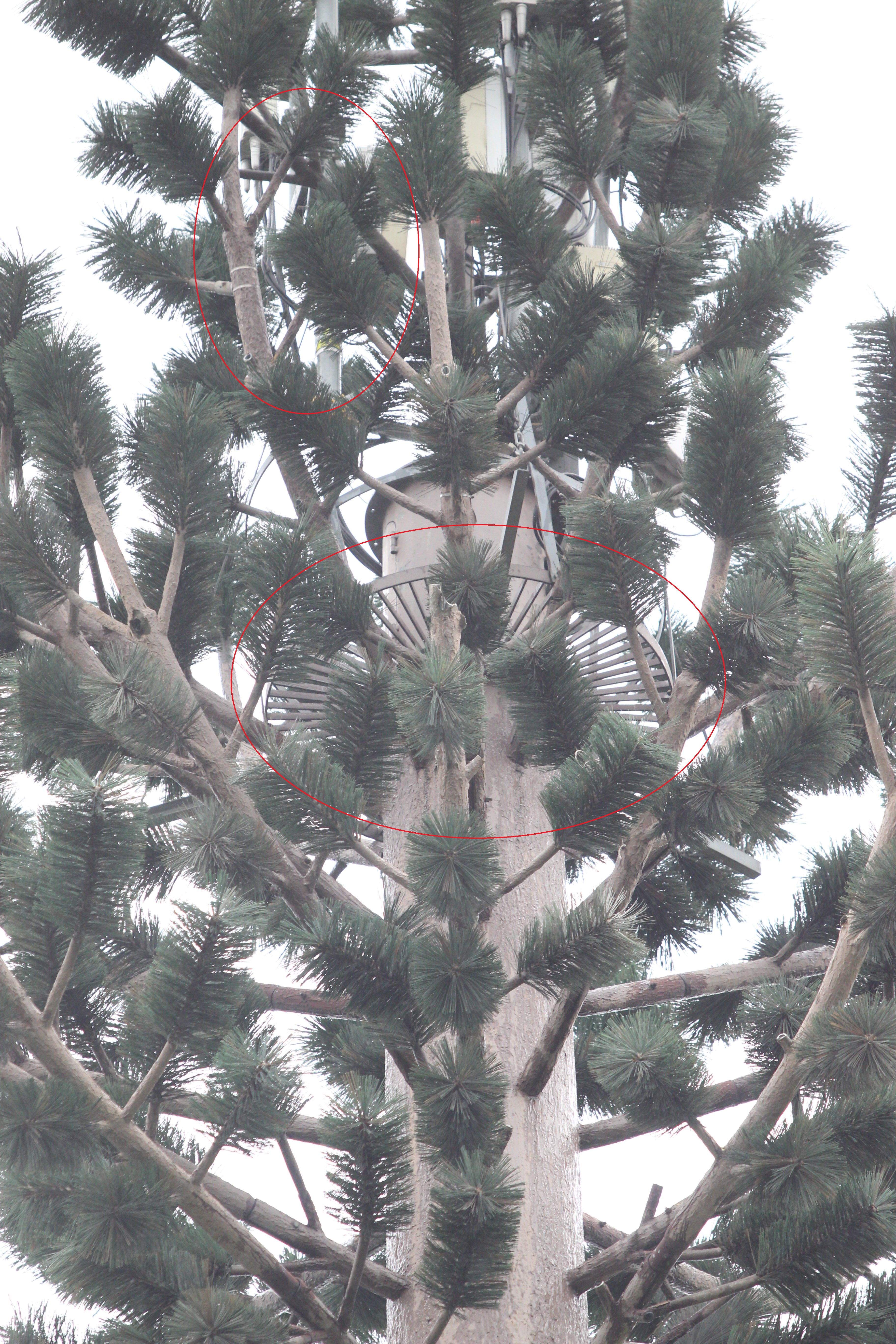 In copacul din beton sunt montate mai multe cabluri, antene si fire