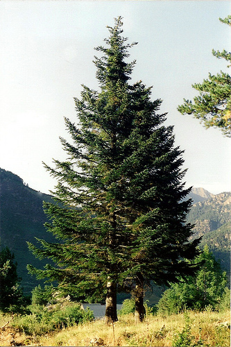 Asa arata un brad natural foto:decostyle.mayra.ro