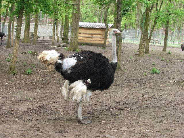 Micii de strut sunt indicati pentru gratar