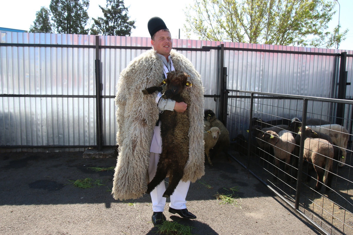 In patru zile baciul a tuns circa 1.000 de oi