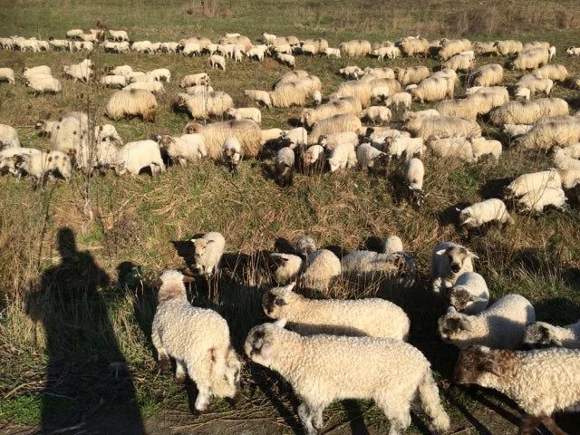 Ghita are la stana de la Jina, impreuna cu rudele sale, in jur de 1-1.500 de oi