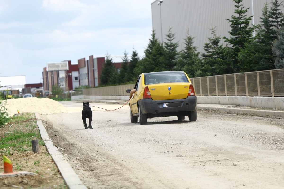 Bucuresteanul si-a plimbat cainele de 1 Mai cu masina