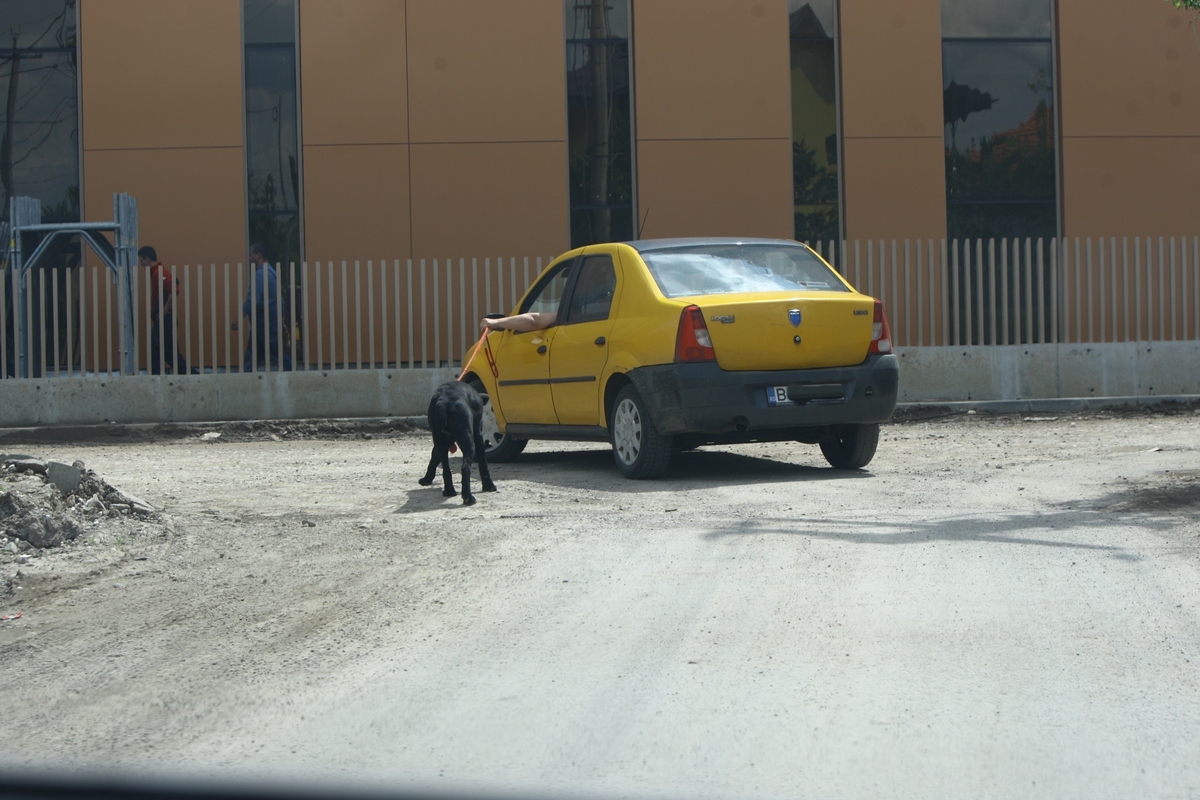 Patrupedul nu parea prea deranjat de plimbare