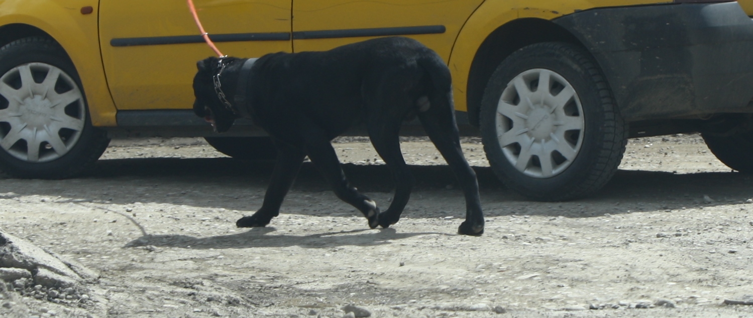 Cainele pare invatat cu astfel de plimbari