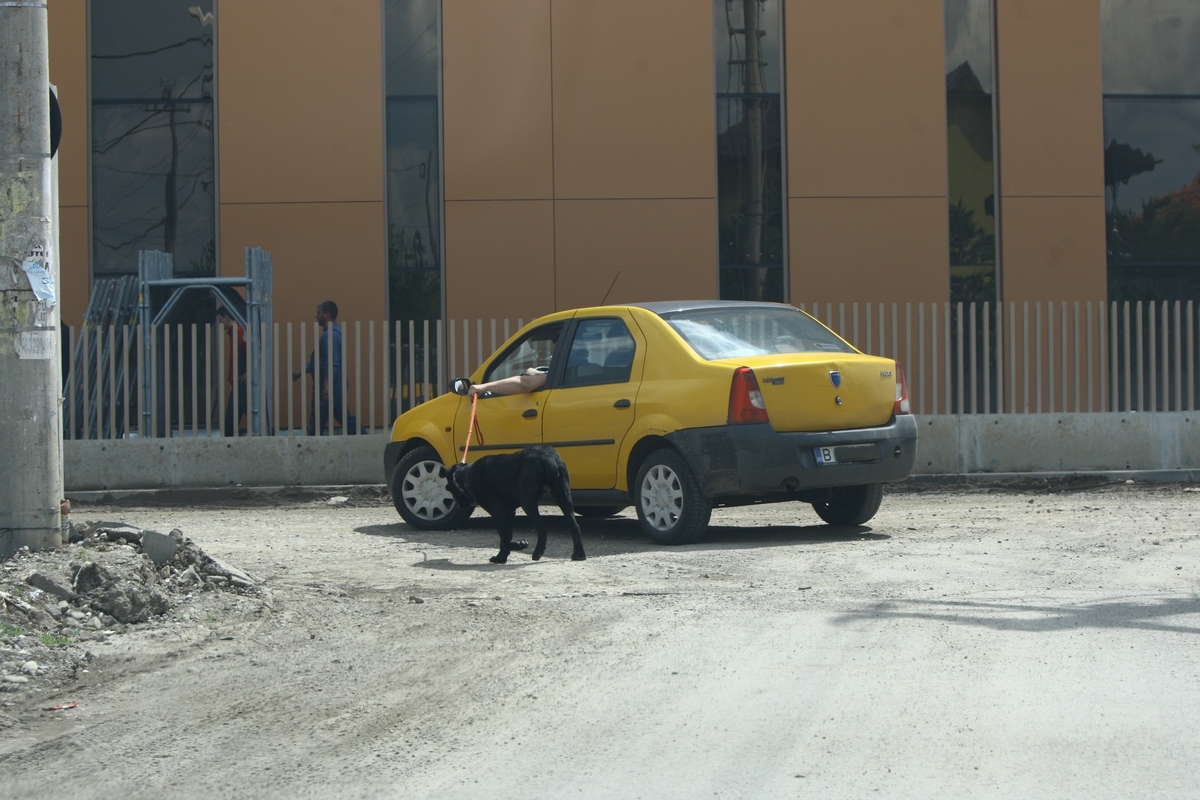 Cainele este un superb exemplar de cane corso