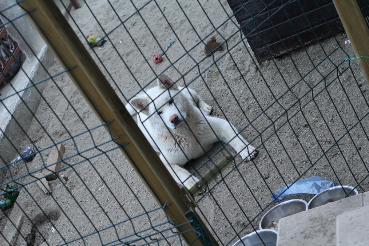 El este unul dintre cei doi catei la care Iovan a trebuit sa renunte