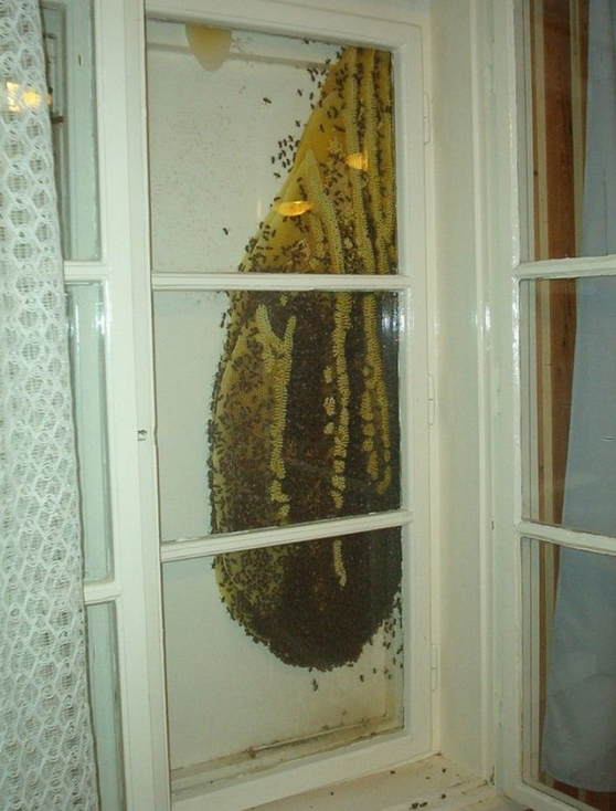 Aceasta este imaginea de groaza pe care a vazut-o un roman cand a deschis geamul