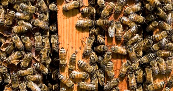 Un roi intreg de albine si-a facut stup chiar la fereastra unui roman
