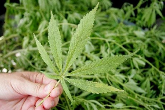 Canabisul este cel mai popular drog ilegal din Uniunea Europeana