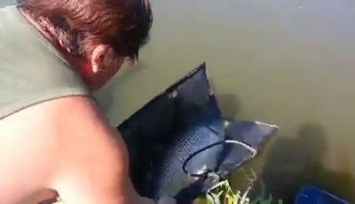 Artistul a eliberat un crap de 16,800 kilograme