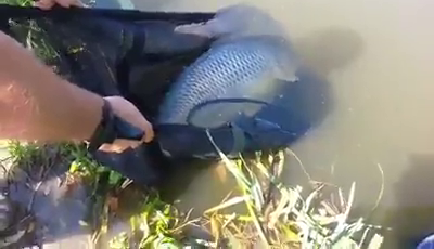 Compozitorul a prins 24 de pesti in cinci zile, dar toti au fost trofee de invidiat