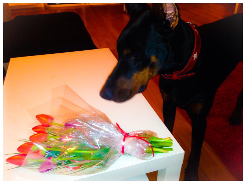 Cainele este rasfatatul familiei