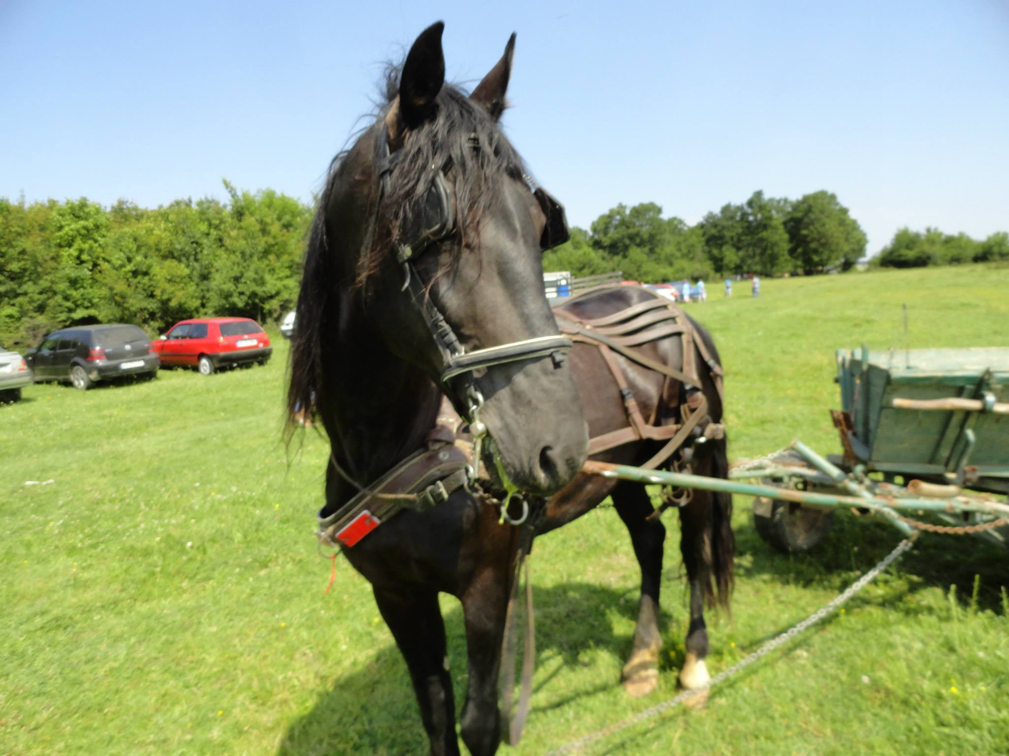 Iulian Stroe a avut un accidnet cu caruta la o serbare campaneasca