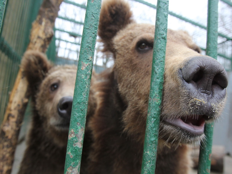 Spatiu. Ursii lui Nutu vor avea la dispozitie un tarc de 8.000 de metri patrati