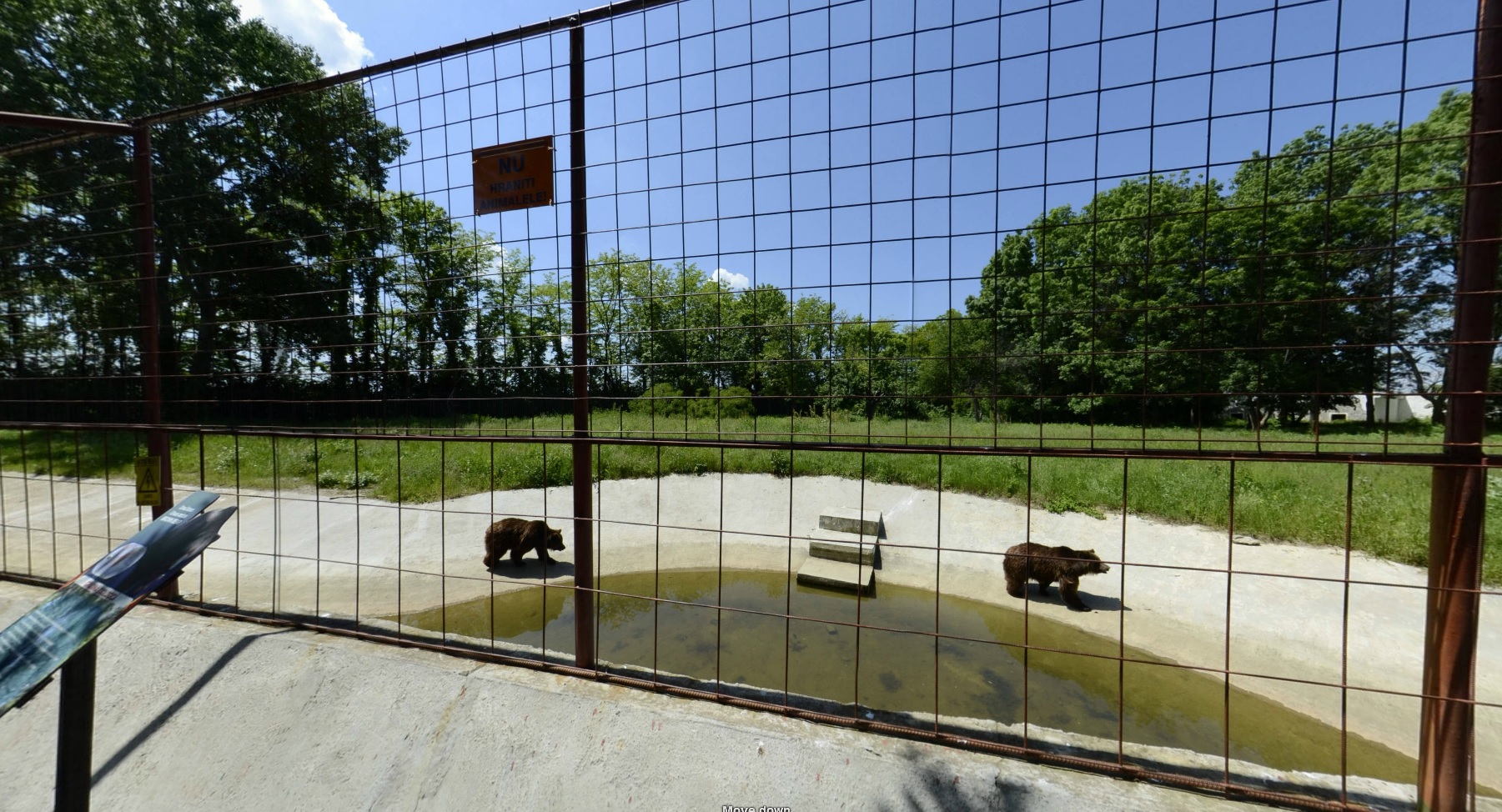 Ursii lui Nutu se plimba linistiti in spatiul pe care il au la dispozitie