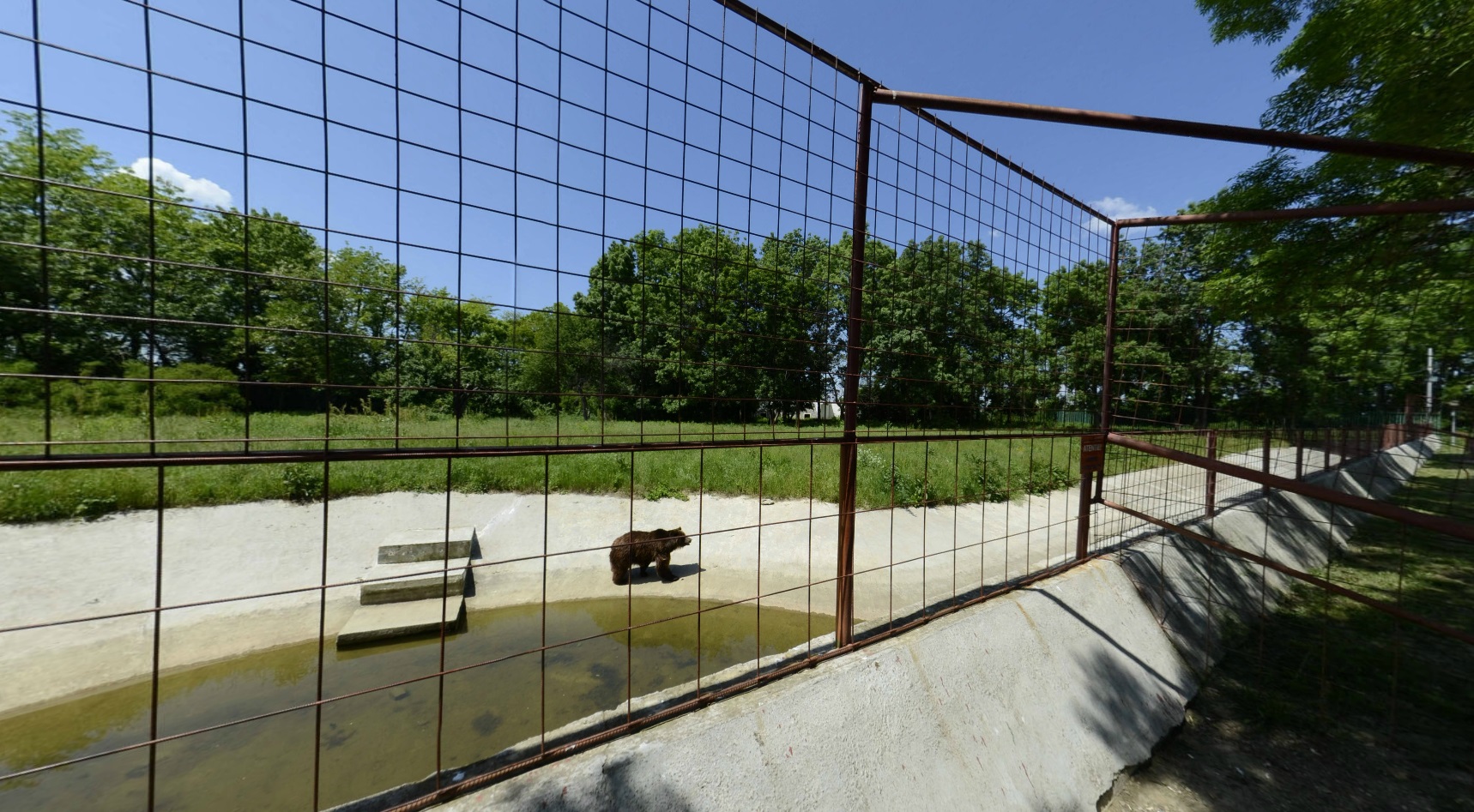 Ursii Baloo si Udrea s-au ingrasat