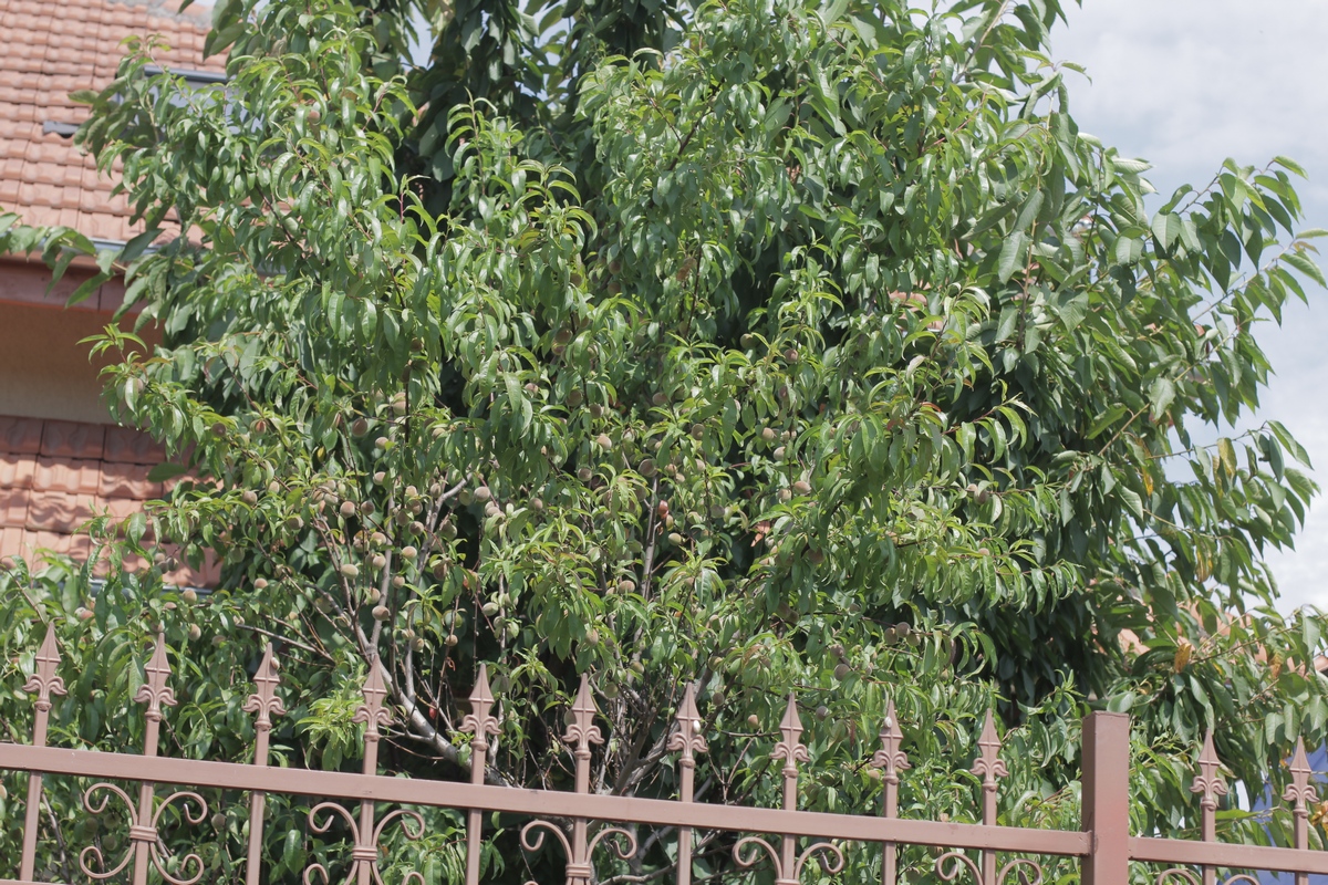 Pomii fructiferi din curtea regretatului pilot sunt pline de fructe