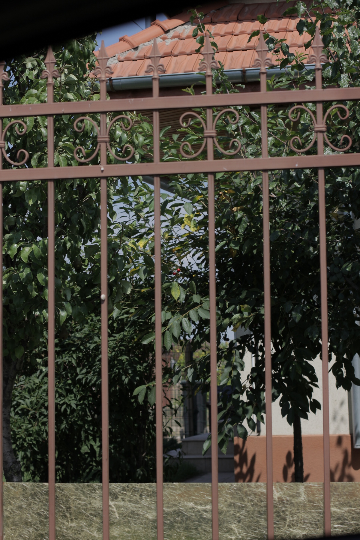 Pomii par ca au fost stropiti recent