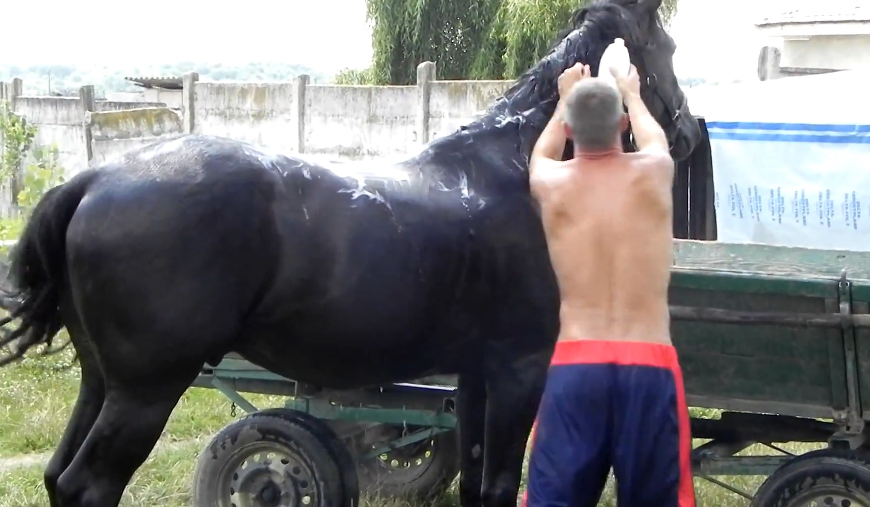 Tatal micilor culturisti samponeaza de zor la armasarul familiei