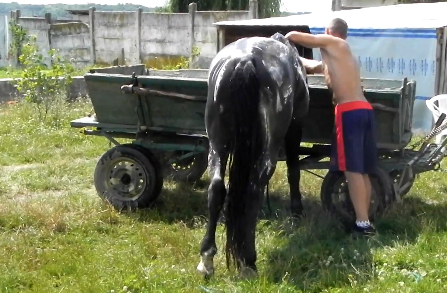 Iulian s-a chinuit cam zece minute sa spele calul