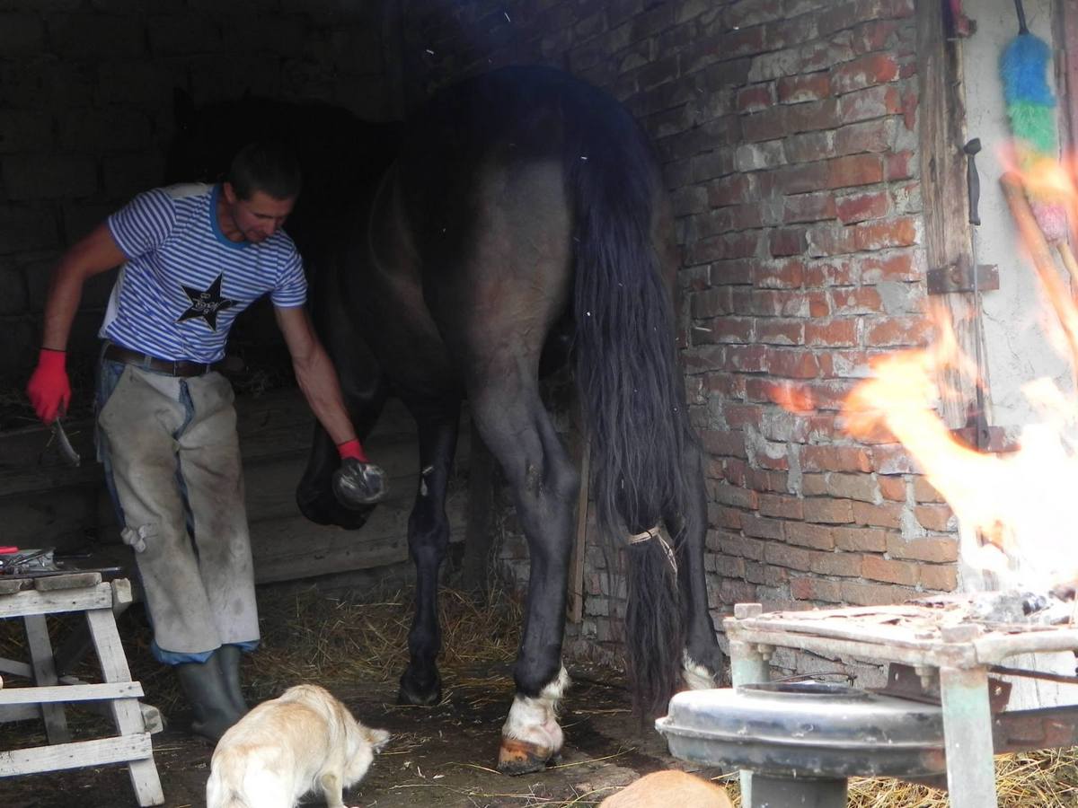 De curand Iulian s-a apucat si de potcovit