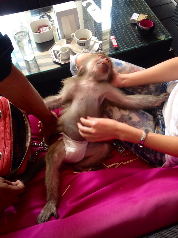 Leo este rasfatat la maximum de Andrei