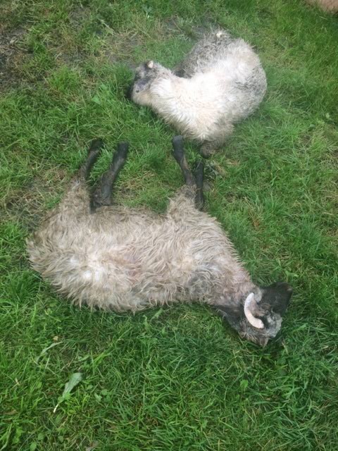 Ursul a omorat patru oi si un caine