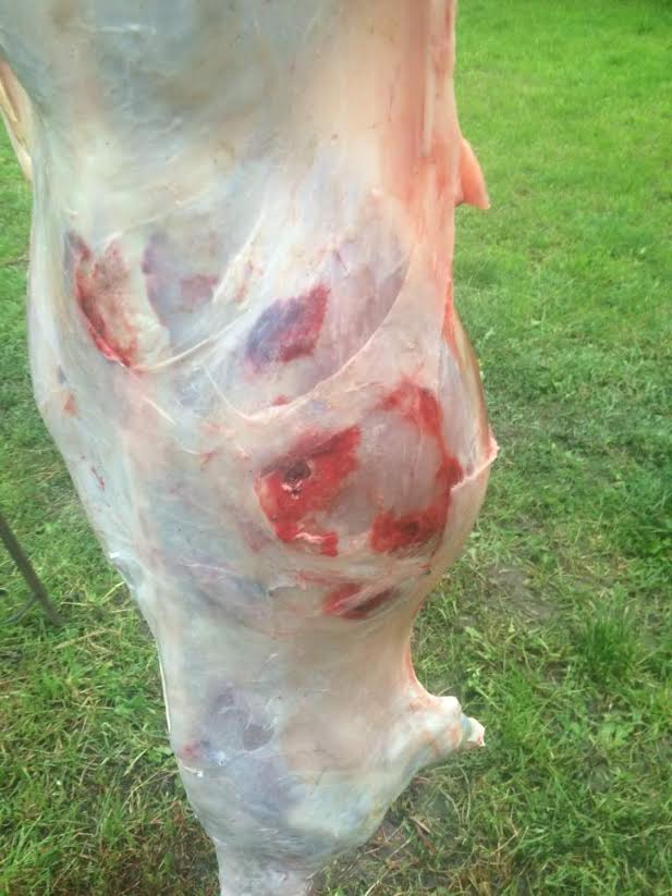 Ursul a atacat cu bestialitate