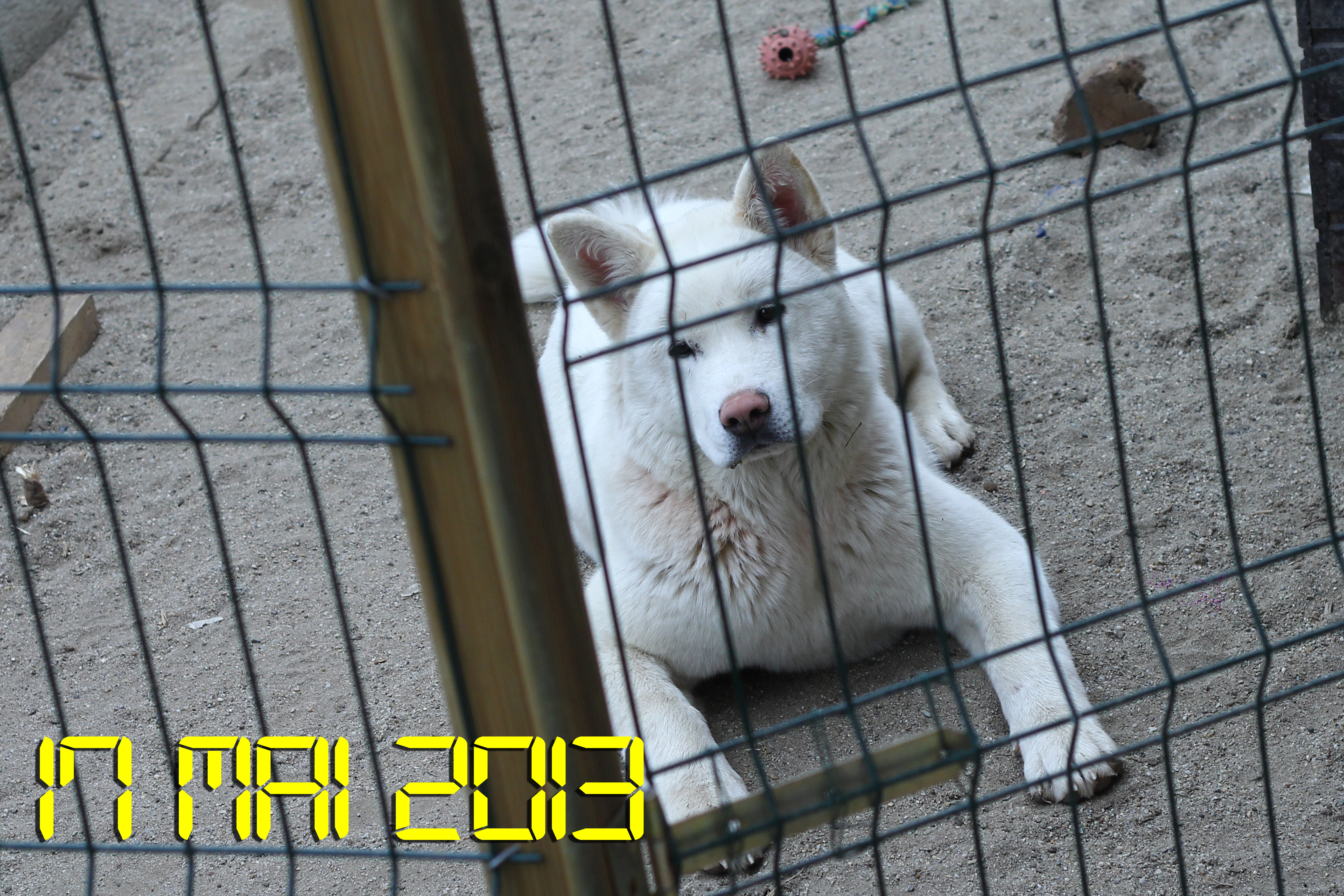 El avea anul trecut doi cateii, printre care si acest exemplar superb de Akita Inu