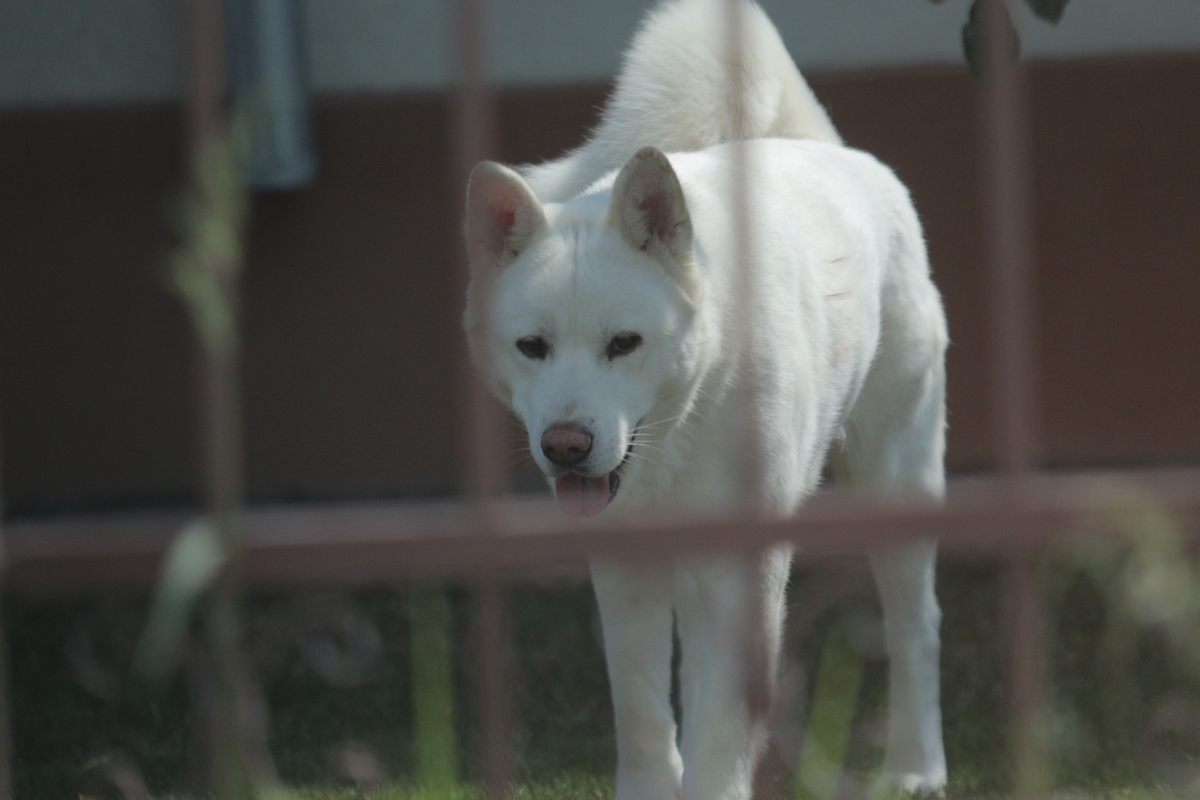 Unul dintre cainii lui Adrian Iovan, care ii daduse cand a pus casa la vanzare