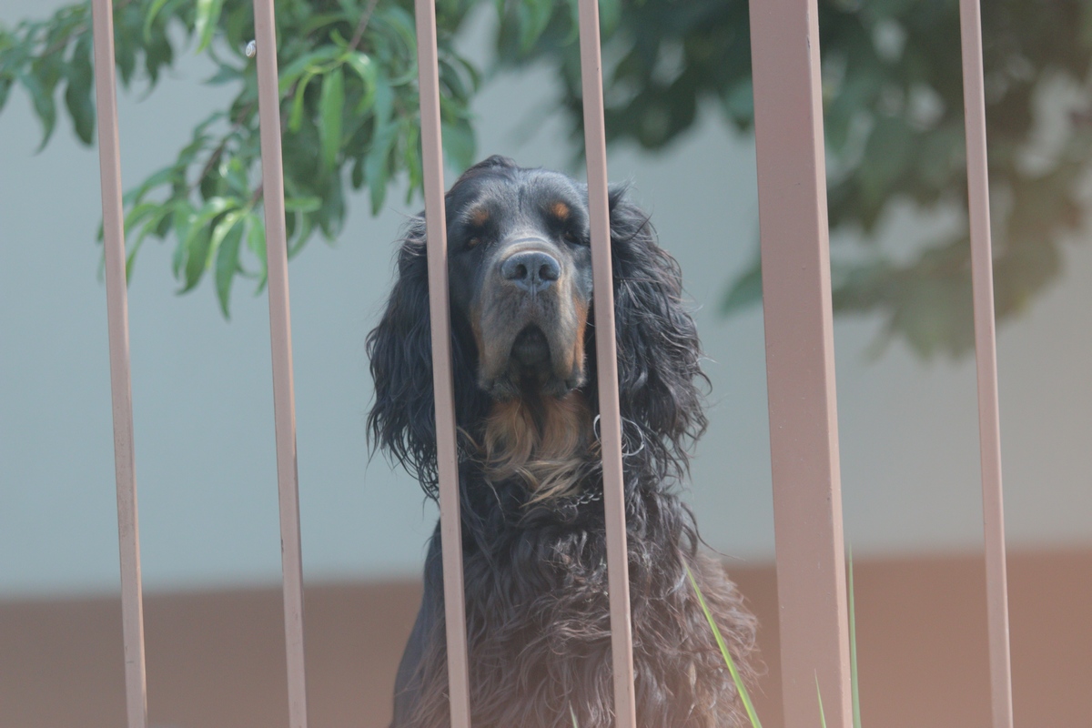 Setterul Irlandez era topit dupa regretatul pilot